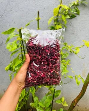 Hibiscus Tea