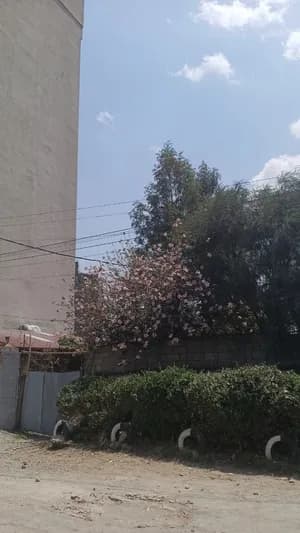 607 sqm Construction Land Meskel Flower