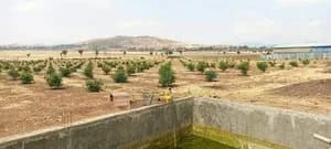 Debra Zeyt land 25,000 ካሬ