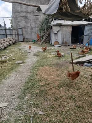 150 sqm Land for Sale in Ayat